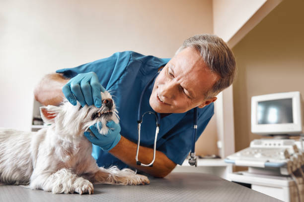 Best Weekend Emergency Dental Services in Sharon, PA
